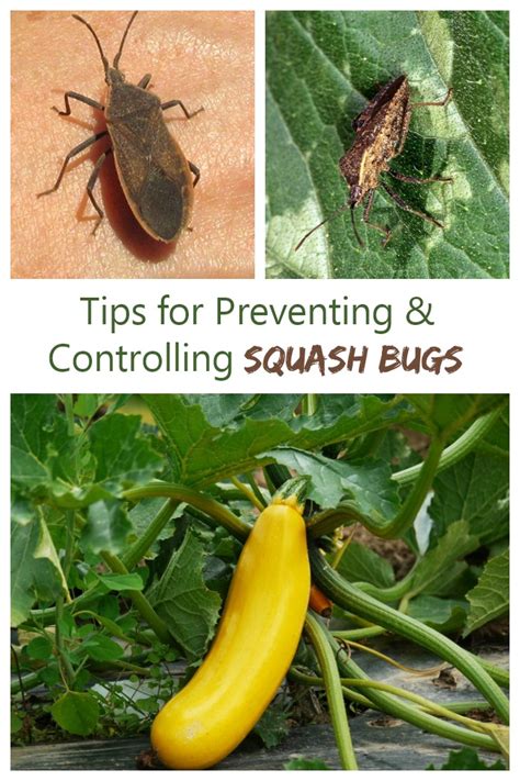 Control Squash Bugs 10 ways - How to Kill Squash Bugs