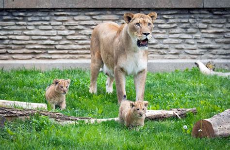 SAY HELLO TO KHARI AND ZAHRA, THE BUFFALO ZOO’S LION CUBS AS THEY MAKE ...