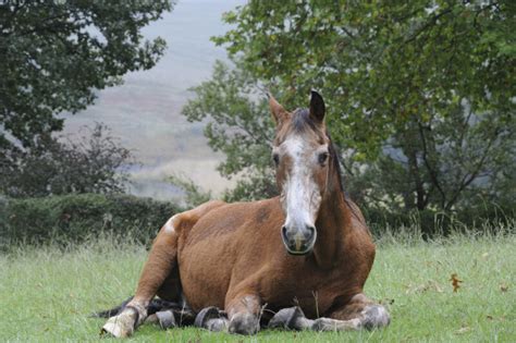 How Long Do Horses Live? Average Horse Lifespan » Petsoid