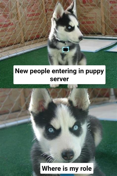 Insanity Puppy Meme Generator - Piñata Farms - The best meme generator ...