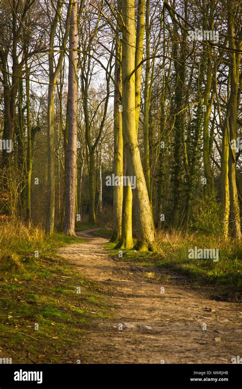 Swithland woods ,the wood is part of the Swithland Wood and The Brand ...