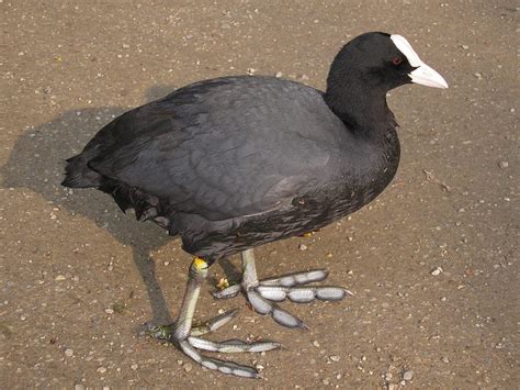 Eurasian Coot (Fulica atra) - National Park Wildlife | Alper