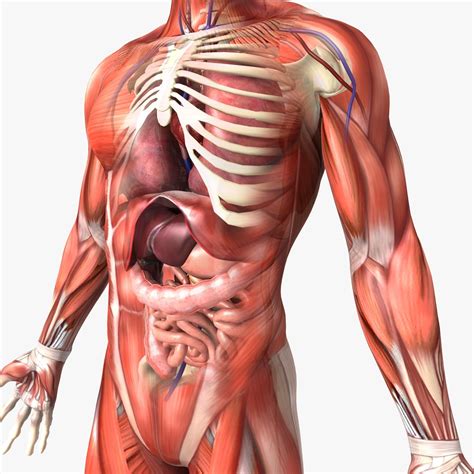 Human Male Anatomy 3d model- CGStudio | Female anatomy, Human anatomy ...