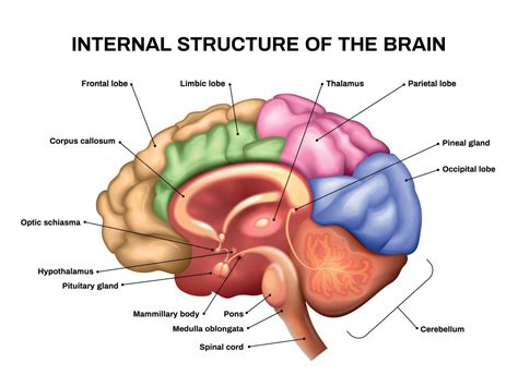 Configuracion Interna Cerebro Brain Anatomy Brain Diagram Brain System ...