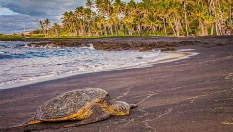 Big Island Beaches to Spot Green Sea Turtles | Big Island Guide