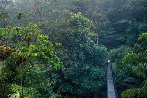 The mysterious Costa Rica rainforest, all you need to know
