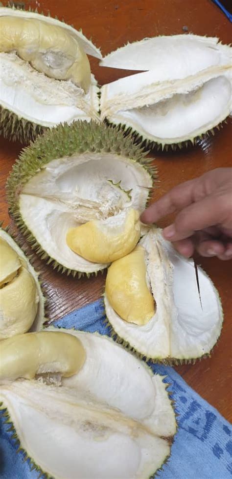 Makan durian | Life Is Beautiful