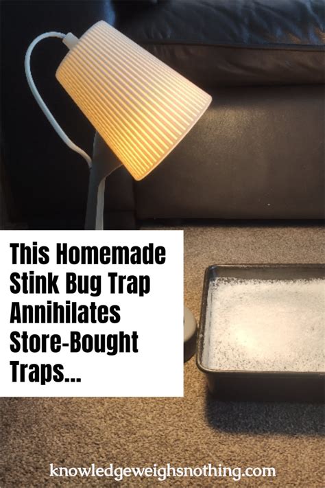 Cheap Homemade Stink Bug Trap Annihilates Store-Bought Traps – Family Survival