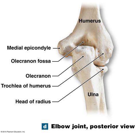 Diagram Of Elbow Bones