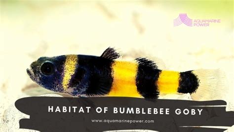 Bumblebee Goby Best Care Guide: Size, Tank, Food & All | 2024