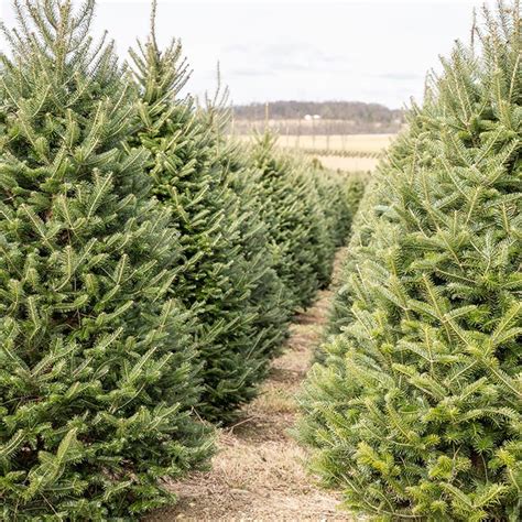 Fraser Fir Trees - The Christmas Farm