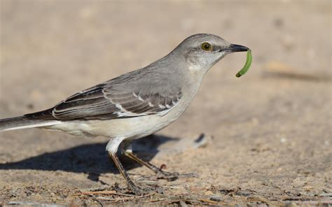 Northern Mockingbird | Audubon Field Guide