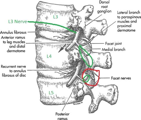 Medial Nerve Block Lumbar