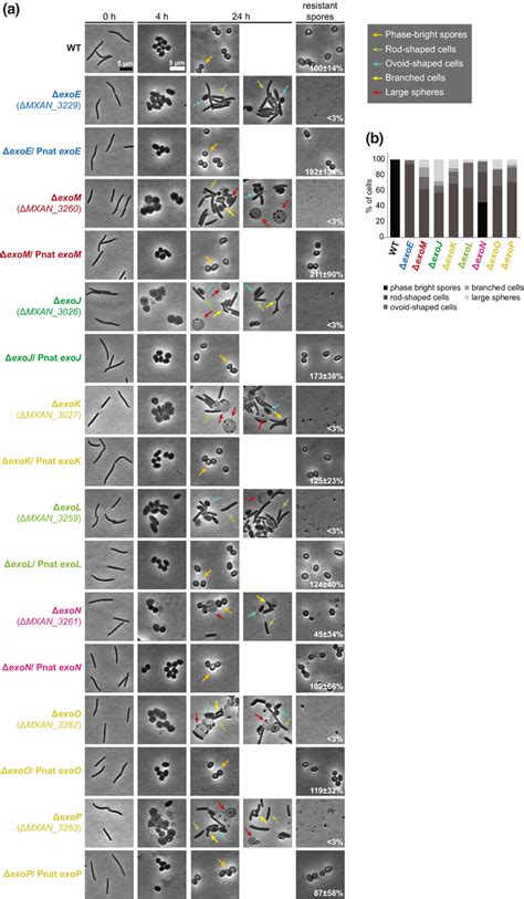 Chemically induced sporulation in Δexo mutants. (a) Sporulation was ...