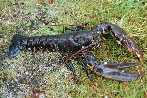 European Lobster - Profile | Traits | Facts | Ecology | Lifecycle - SeaFish