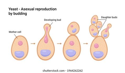 1,847 Budding Yeast Images, Stock Photos & Vectors | Shutterstock