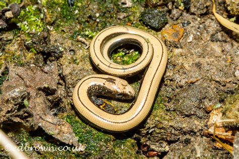 Baby slow worm UK reptiles - Ed Brown Photography