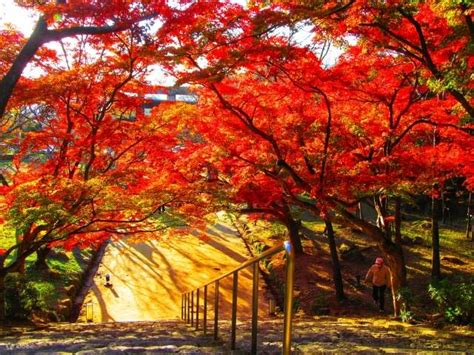 1-Day Kamado-jinja Shrine & Dazaifu Tenmangu Autumn Leaves Tour - Klook Indonesia