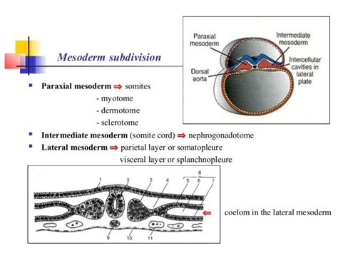 Human Embryology II