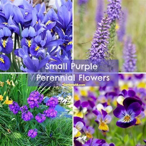 Small Purple Flower With Three Petals | Best Flower Site