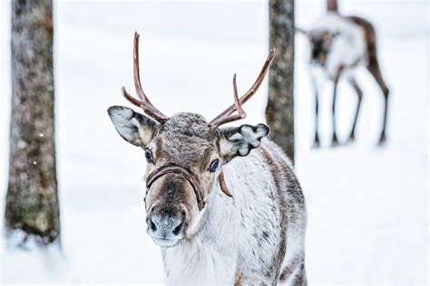 Donner and Blitzen: The Real Story – uTalk Blog