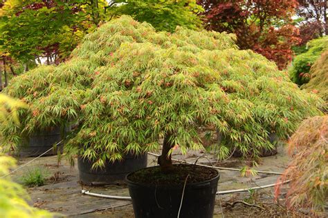 Acer palmatum 'Spring Delight' Japanese Maple | Conifer Kingdom