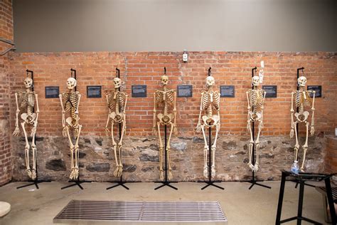 Introducing The Bone Museum | JonsBones: Osteology Education