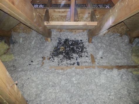 Raccoon Poop in Attic? What does it say? - SKY GENERATION