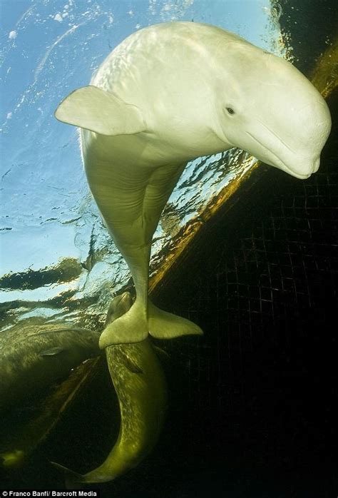 Amazing Underwater Photos of Beluga Whales at Arctic Rehabilitation ...