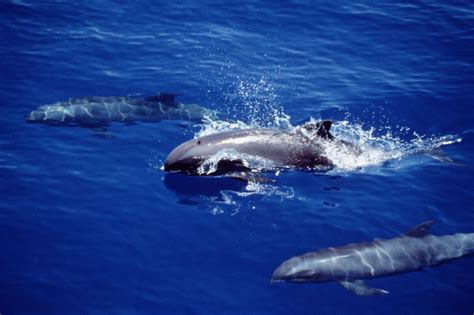 New dolphin-whale hybrid sea creature is the spawn of an unholy union | Mashable