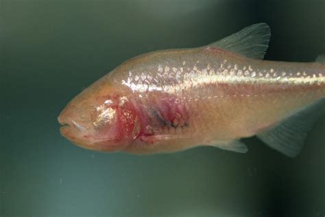 Blind fish find food thanks to their twisted heads