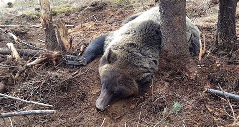 Habitat loss greatest threat to B.C. grizzly bears - Merritt Herald