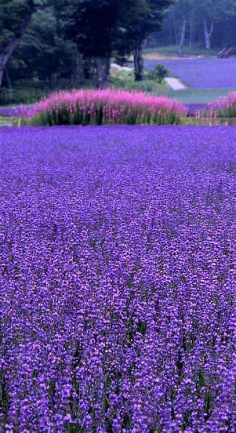 70+ Beautiful Purple Flowers (Care & Growing Tips) - | Lavender flowers, Purple flowers ...