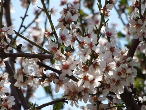 Flowering Plum Tree Varieties : Create Art In Your Garden With Multigraft Fruit Trees Grow Great ...