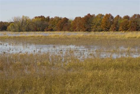 Free picture: wetland, filled, water, plants, autumn, trees, background, ducks, flight