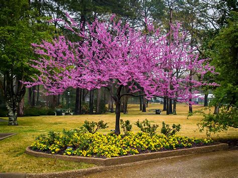 Forest Pansy Redbud Trees For Sale | The Tree Center