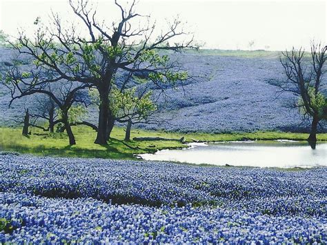 Bluebonnet trails in Ennis, TX. Only 25 mins out of Dallas! (April 1-30 ...