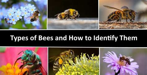 38 Types of Bees (with Pictures): A Visual Identification Guide