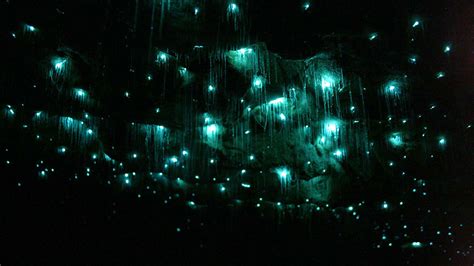 Waitomo Glowworms Cave, les spectaculaires grottes de vers luisants