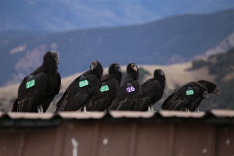 Era of the Condor: A Species' Future in Recovery | WILDLABS