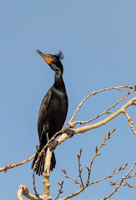 Cormorant in Breeding Colors Photograph by Loree Johnson - Fine Art America