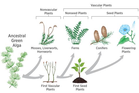 Evoluzione nel Regno Vegetale, le Tappe Fondamentali. | Il Gusto Della Natura