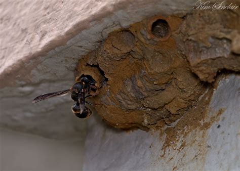Mantid Microcosm : Construction sites - mud wasp nest building