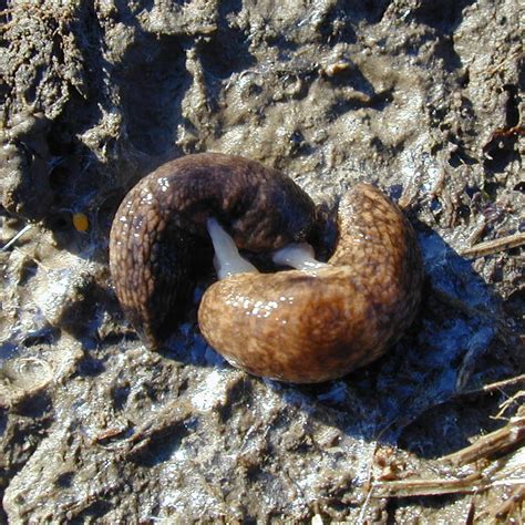 Biology and Life Cycle of the Gray Field Slug | College of Agricultural Sciences