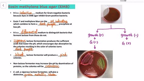 Eosin Methylene Blue Agar - YouTube