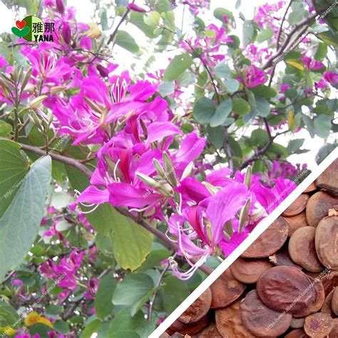 10Pcs/bag bauhinia flower seeds bauhinia tree butterfly tree rare orchid flower tree Seeds fresh ...