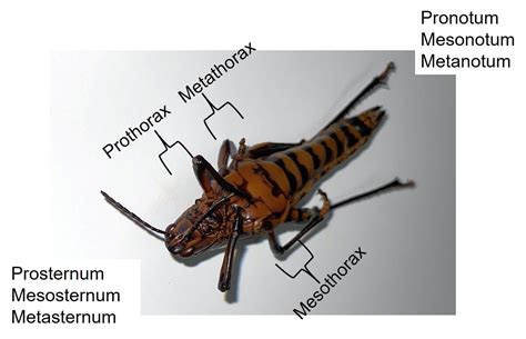 Insect Anatomy – The Thorax – UNBC BIOL 322, Entomology