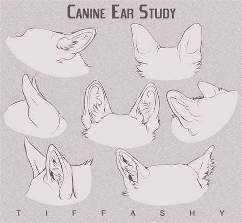 Canine Ear Study/Tutorial by TIFFASHY on DeviantArt | Animal drawings, Animal sketches, Dog anatomy