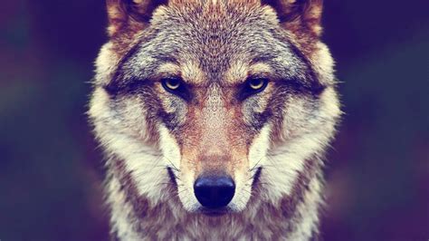 Wolf Face Wallpapers - Top Free Wolf Face Backgrounds - WallpaperAccess