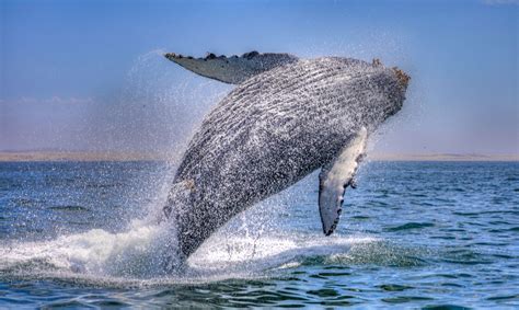 Private whale watching and private boat tours in San Luis Obispo and ...